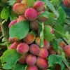 Direct Plants Prunus Victoria Plum Fruit Tree 2-3Yr 6ft Supplied In A 7 Litre Pot