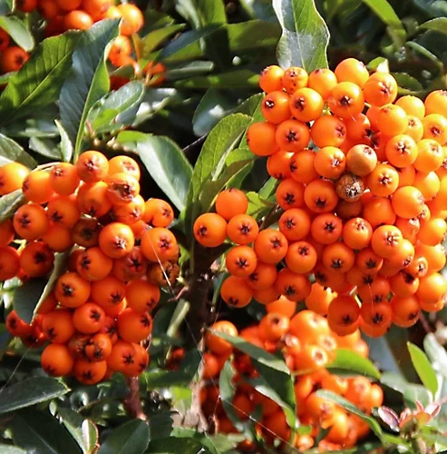 Direct Plants Pyracantha Orange Glow Shrub 3ft Supplied In A 2 Litre Pot 1 Direct Plants Pyracantha Orange Glow Shrub 3ft Supplied In A 2 Litre Pot