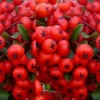 Direct Plants Pyracantha Red Column Hardy Evergreen Shrub Plant 3ft Supplied In A 2 Litre Pot