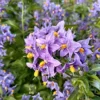Direct Plants Solanum Crispum Glasnevin Blue Flowering Shrubby Climbing Garden Plant