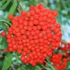 Direct Plants Sorbus Asplenifolia Cut Leaf Rowan Mountain Ash Tree 7-8ft Specimen Supplied In A 10 Litre Pot