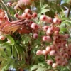 Direct Plants Sorbus Pink Pagoda Ornamental Mountain Ash Tree 5-6ft Supplied In A 7.5 Litre Pot