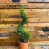 Direct Plants Spiral Cupressocyparis Castlewellan Gold Large 100cm Tall In A 12 Litre Pot