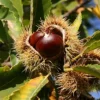 Direct Plants Sweet Chestnut Tree Castanea Sativa Fruit Nut Tree 2-3ft Tall In A 2 Litre Pot