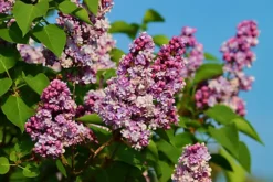 Direct Plants Syringa Vulgaris Common Fragrant Lilac Bush Plant Tree 1-2ft Tall Supplied In A 2 Litre Pot