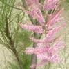 Direct Plants Tamarix Petandra Pink Shrub 2-3ft Plant Supplied In A 3 Litre Pot