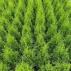 Direct Plants Thuja Smaragd Large Cedar Conifer Plant Tree 60cm In A 3 Litre Pot