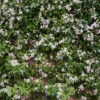 Direct Plants Trachelospermum Jasminoides Star Jasmine Highly Fragrant Climbing Plant Large 5ft Tall Supplied In A 4 Litre Pot