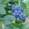 Direct Plants Vaccinium Corymbosum Bluecrop Blueberry Bush Fruit Plant Large Supplied In A 2 Litre Pot