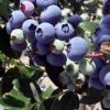 Direct Plants Vaccinium Corymbosum Duke Blueberry Bush Fruit Plant Large Supplied In A 2 Litre Pot