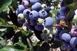 Direct Plants Vaccinium Corymbosum Duke Blueberry Bush Fruit Plant Large Supplied In A 2 Litre Pot