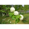Direct Plants Viburnum Opulus Roseum Snowball Tree Plant 3-4ft Extra Large In A 5 Litre Pot