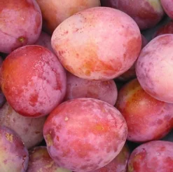 Direct Plants Victoria Plum Fruit Tree 3-4ft Tall Supplied In A 3 Litre Pot -Cheap Grow And Trim Store direct plants victoria plum fruit tree 3 4ft tall supplied in a 3 litre pot5061013079761 02c MP