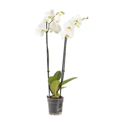 Double Stem Moth Orchid In 12cm Clear Plastic Grow Pot