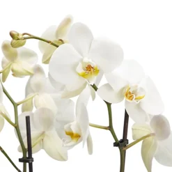 Double Stem Moth Orchid In 12cm Clear Plastic Grow Pot -Cheap Grow And Trim Store double stem moth orchid in 12cm clear plastic grow pot3663602462873 36c bq