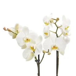 Double Stem Moth Orchid In 12cm Clear Plastic Grow Pot -Cheap Grow And Trim Store double stem moth orchid in 12cm clear plastic grow pot3663602462873 37c bq