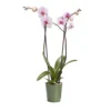 Double Stem Orchid In 12cm Assorted Ceramic Decorative Pot