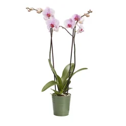 Double Stem Orchid In 12cm Assorted Ceramic Decorative Pot