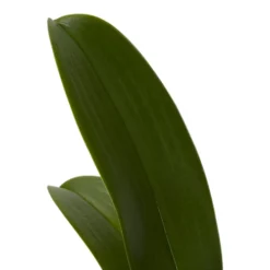 Double Stem Orchid In 12cm Assorted Ceramic Decorative Pot 6 Double Stem Orchid In 12cm Assorted Ceramic Decorative Pot -Cheap Grow And Trim Store double stem orchid in 12cm assorted ceramic decorative pot3663602462934 21c