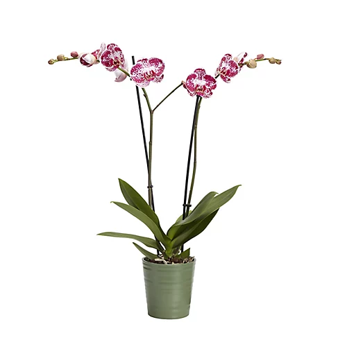 Double Stem Orchid In 12cm Assorted Ceramic Decorative Pot 2 Double Stem Orchid In 12cm Assorted Ceramic Decorative Pot - Image 2