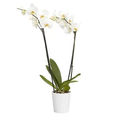 Double Stem Orchid In 12cm Assorted Ceramic Decorative Pot 7 Double Stem Orchid In 12cm Assorted Ceramic Decorative Pot -Cheap Grow And Trim Store double stem orchid in 12cm assorted ceramic decorative pot3663602462934 22c bq