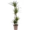 Dracaena Marginata - Stylish And Air-Purifying Indoor Plant For Interior Spaces (160-180cm)
