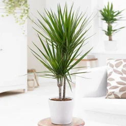 Dracaena Marginata - Stylish And Air-Purifying Indoor Plant For Interior Spaces (160-180cm) -Cheap Grow And Trim Store dracaena marginata stylish and air purifying indoor plant for interior spaces 160 180cm 5059442054565 02c MP