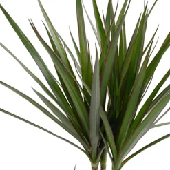 Dracaena Marginata - Stylish And Air-Purifying Indoor Plant For Interior Spaces (160-180cm) -Cheap Grow And Trim Store dracaena marginata stylish and air purifying indoor plant for interior spaces 160 180cm 5059442054565 03c MP
