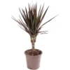 Dracaena Marginata - Stylish And Air-Purifying Indoor Plant For Interior Spaces (30-40cm)