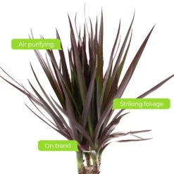 Dracaena Marginata - Stylish And Air-Purifying Indoor Plant For Interior Spaces (30-40cm) -Cheap Grow And Trim Store dracaena marginata stylish and air purifying indoor plant for interior spaces 30 40cm 5059442054534 04c MP
