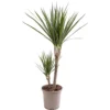Dracaena Marginata - Stylish And Air-Purifying Indoor Plant For Interior Spaces (70-80cm)