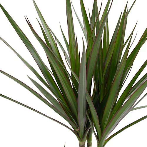 Dracaena Marginata - Stylish And Air-Purifying Indoor Plant For Interior Spaces (70-80cm) 3 Dracaena Marginata - Stylish And Air-Purifying Indoor Plant For Interior Spaces (70-80cm) - Image 3