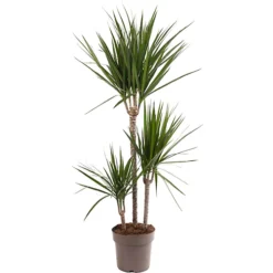 Dracaena Marginata - Stylish And Air-Purifying Indoor Plant For Interior Spaces (90-100cm)