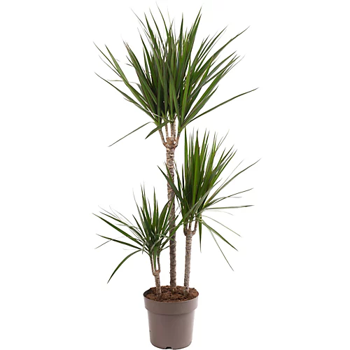 Dracaena Marginata - Stylish And Air-Purifying Indoor Plant For Interior Spaces (90-100cm) 1 Dracaena Marginata - Stylish And Air-Purifying Indoor Plant For Interior Spaces (90-100cm)