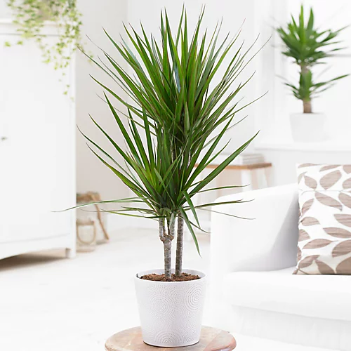Dracaena Marginata - Stylish And Air-Purifying Indoor Plant For Interior Spaces (90-100cm) 2 Dracaena Marginata - Stylish And Air-Purifying Indoor Plant For Interior Spaces (90-100cm) - Image 2