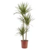 Dragon Tree In 24cm Terracotta Plastic Grow Pot