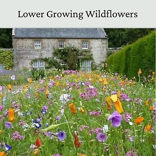 Dwarf Meadow Wildflowers 20g (10m²) 2 Dwarf Meadow Wildflowers 20g (10m²) - Image 2