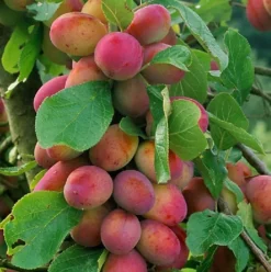 Dwarf Patio Miniature Victoria Plum Fruit Tree 3-4ft Supplied In A 5 Litre Pot -Cheap Grow And Trim Store dwarf patio miniature victoria plum fruit tree 3 4ft supplied in a 5 litre pot5061013071802 02c MP