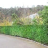 English Yew 1m Height Evergreen Instant Hedge Pack Of 14