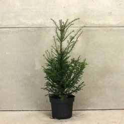 English Yew 1m Height Evergreen Instant Hedge Pack Of 14 4 English Yew 1m Height Evergreen Instant Hedge Pack Of 14 -Cheap Grow And Trim Store english yew 1m height evergreen instant hedge pack of 145056684004495 02c MP