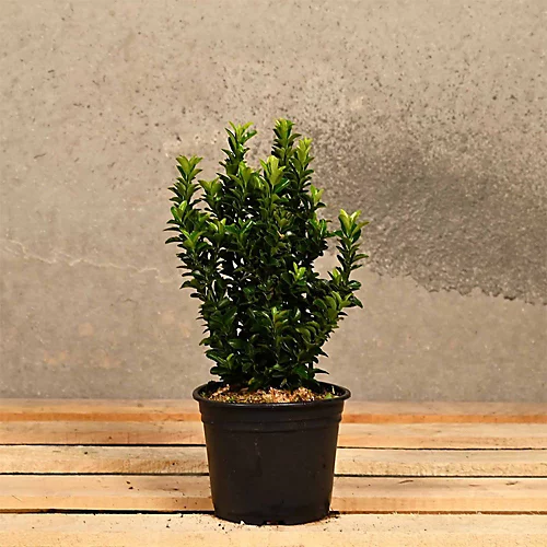 Euonymus 'Jean Hugues' 20cm Height Evergreen Hedge Plant Pack Of 12 1 Euonymus 'Jean Hugues' 20cm Height Evergreen Hedge Plant Pack Of 12