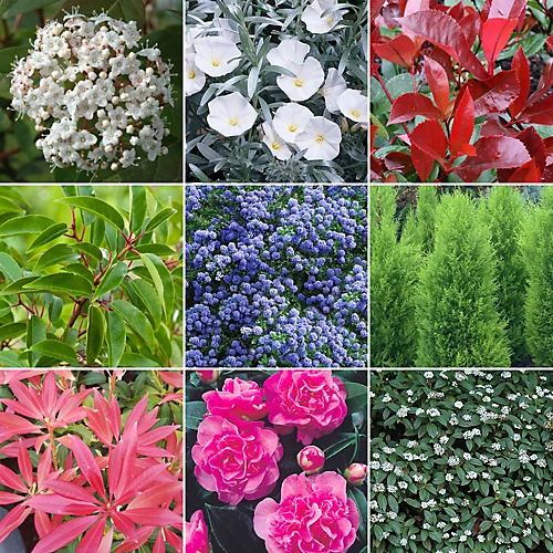 Evergreen Shrub Plant Mix - Beautiful Collection Of Outdoor Plants, Ideal For UK Gardens, 9cm Pots (10 Pack) 1 Evergreen Shrub Plant Mix - Beautiful Collection Of Outdoor Plants, Ideal For UK Gardens, 9cm Pots (10 Pack)