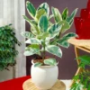 Ficus Tineke - Rubber Plant, Ideal For Home, Office, Kitchen, Houseplant In 12cm Pot (30-40cm)