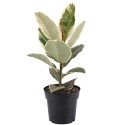 Ficus Tineke - Rubber Plant, Ideal For Home, Office, Kitchen, Houseplant In 12cm Pot (30-40cm) -Cheap Grow And Trim Store ficus tineke rubber plant ideal for home office kitchen houseplant in 12cm pot 30 40cm 5059442010837 02c MP