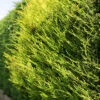 Golden Leylandii 60cm Height Evergreen Hedge Plant Pack Of 12