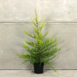 Golden Leylandii 60cm Height Evergreen Hedge Plant Pack Of 12 5 Golden Leylandii 60cm Height Evergreen Hedge Plant Pack Of 12 -Cheap Grow And Trim Store golden leylandii 60cm height evergreen hedge plant pack of 125056684004129 03c MP