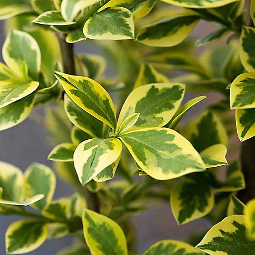 Golden Privet 40cm Height Evergreen Hedge Plant Pack Of 12 2 Golden Privet 40cm Height Evergreen Hedge Plant Pack Of 12 - Image 2