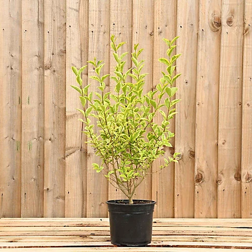 Golden Privet 40cm Height Evergreen Hedge Plant Pack Of 12 3 Golden Privet 40cm Height Evergreen Hedge Plant Pack Of 12 - Image 3
