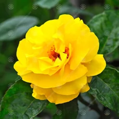 Golden Wedding 50th Anniversary Yellow Rose - Outdoor Plant, Ideal For Gardens, Compact Size -Cheap Grow And Trim Store golden wedding 50th anniversary yellow rose outdoor plant ideal for gardens compact size5051641538747 02c MP