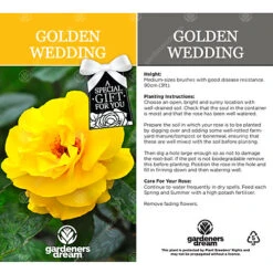 Golden Wedding 50th Anniversary Yellow Rose - Outdoor Plant, Ideal For Gardens, Compact Size -Cheap Grow And Trim Store golden wedding 50th anniversary yellow rose outdoor plant ideal for gardens compact size5051641538747 03c MP